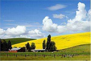 rapeseed field and farmstead in Idaho