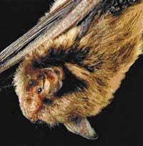 The endangered Indiana bat