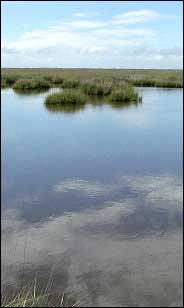 picutre of Louisiana wetlands