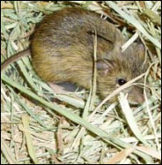 Photo of a Preble's Meadow Jumping Mouse.