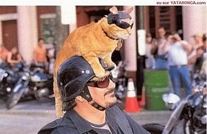 Cat on a Motorcycle Helmet