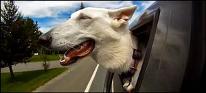 Puppy in Car Window