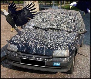 Bird Poop Obama Car