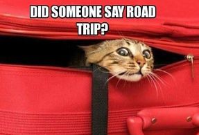 Road Trip Cat