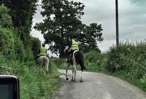 Horses in the road
