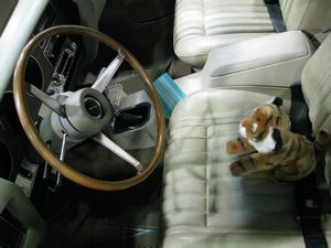 1970 Pontiac GTO Judge Tiger in the Driver's Seat
