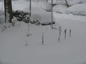 Snow-Covered Cars