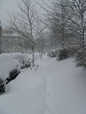 Snow-Covered Cars