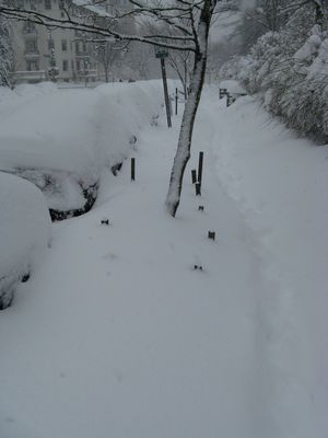Snow-Covered Cars