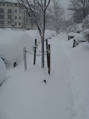 Snow-Covered Cars