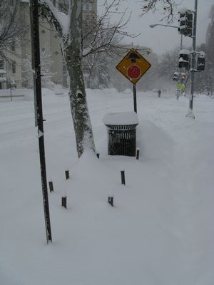 Snow-Covered Cars