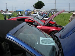 Ford Mustangs