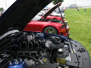 Ford Mustangs