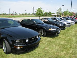 Ford Mustangs