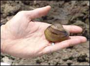 AHTD assessing Fat Pocketbook mussel relocation efforts. State DOT biologists are assisting FWS to help protect threatened and endangered mussel species.