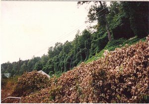 Driving Through Virginia in 1986